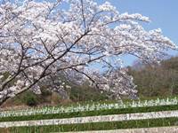 兵庫県の永代供養墓一覧