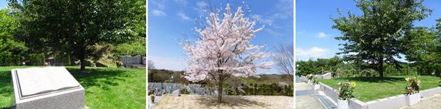神戸聖地霊園の樹木葬さくら