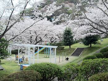 京都霊園の桜