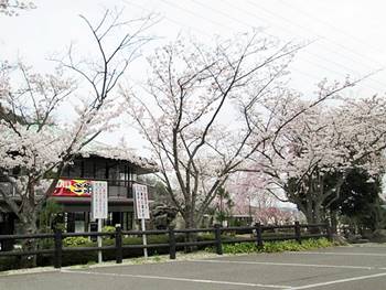 京都霊園の桜