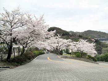 京都霊園の桜