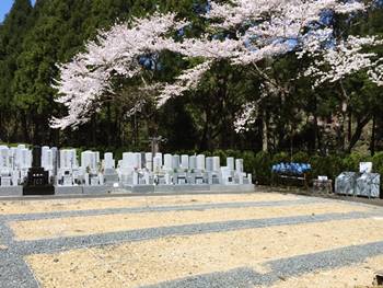 京都霊園の桜