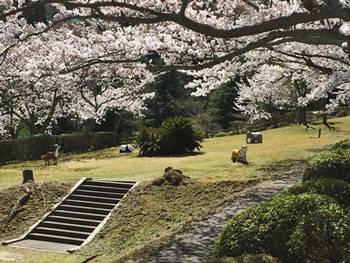京都霊園の桜