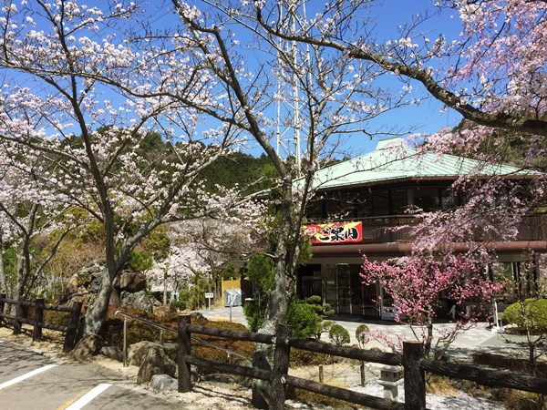 京都霊園の桜