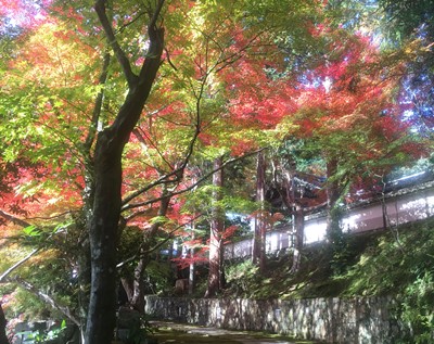 亀岡市苗秀寺の参道