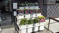 京都府宇治市宇治霊園管理事務所前花売場